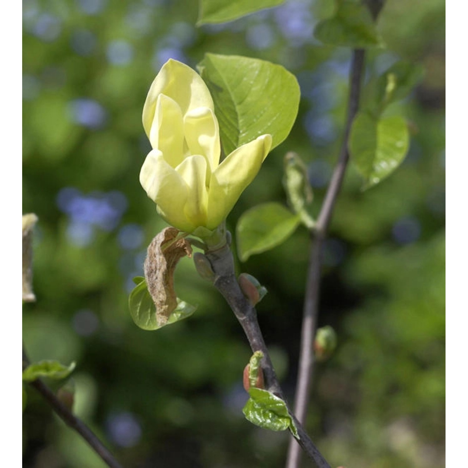 Magnolie Yellow Joy 60-80cm - Magnolia günstig online kaufen