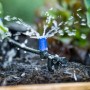 Blauer Micro-Drip Sprüher des LUX-TOOLS Bewässerungs-Sets bewässert Gartenpflanzen. Wasser spritzt aus dem Schlauch.