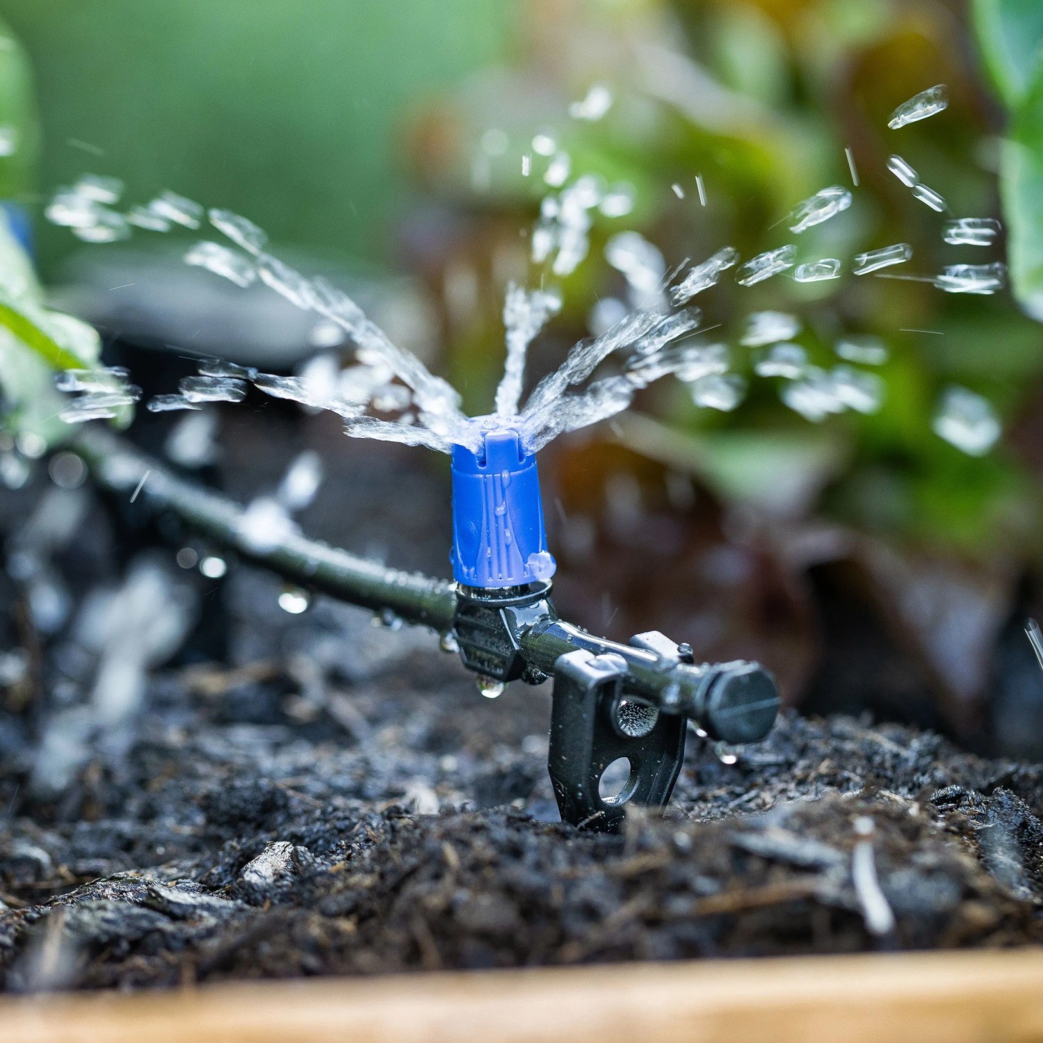Blauer Micro-Drip Sprüher des LUX-TOOLS Bewässerungs-Sets bewässert Gartenpflanzen. Wasser spritzt aus dem Schlauch.