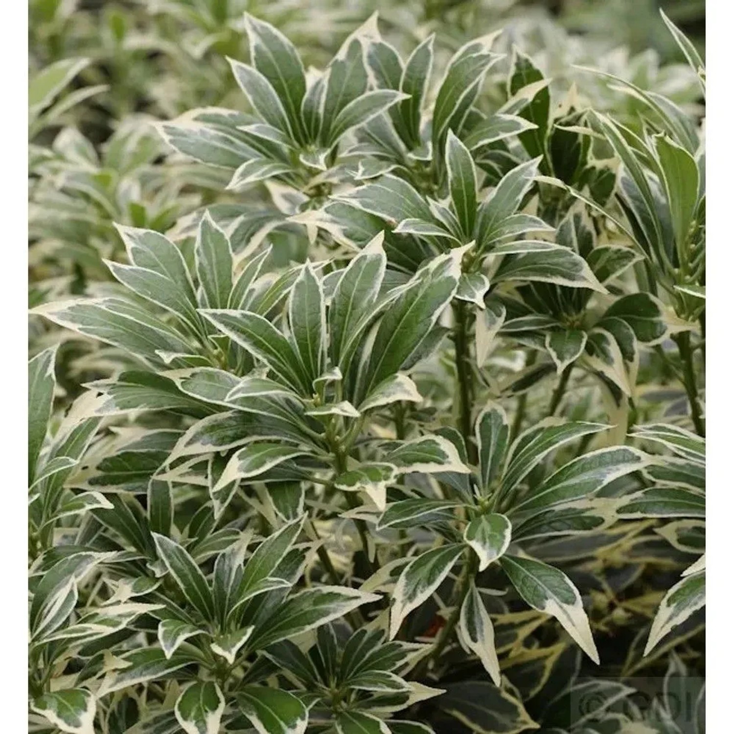 Weißbuntes Schattenglöckchen 15-20cm - Pieris japonica