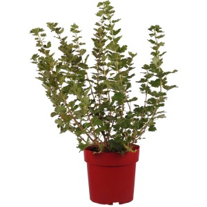 Stachelbeere 'Mr. Green' im Topf, ca. 30cm hoch. Ideal für Garten und Balkon.
