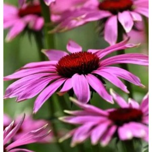 Nahaufnahme des Sonnenhut Little Magnus (Echinacea purpurea) mit pinkfarbenen Blütenblättern und braunem Zentrum.