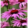 Nahaufnahme des Sonnenhut Little Magnus (Echinacea purpurea) mit pinkfarbenen Blütenblättern und braunem Zentrum.