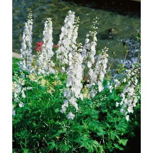 Rittersporn 'Galahad' mit weißen Blüten im 11x11 cm Topf für Beet und Garten.