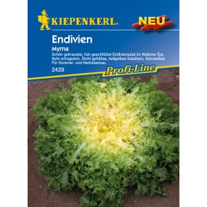 Kiepenkerl Endivien Myrna: Krauser Endiviensalat für Sommer- und Herbstanbau.