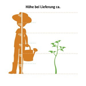 Grafik zur Lieferhöhe des Oleander Stamm Rosa. Vergleich mit einer Person und Messskala.