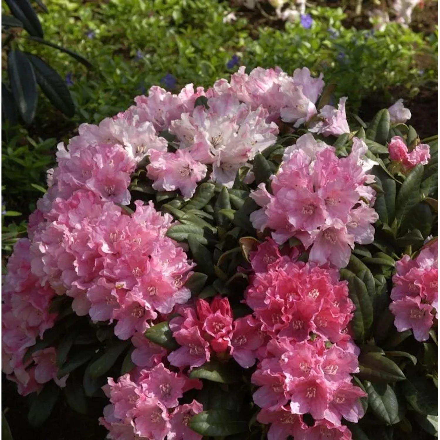 Rhododendron Colibri 20-25cm - Alpenrose