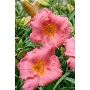 Nahaufnahme der rosa Taglilie 'Cosmopolitan' (Hemerocallis), Stauden für sonnige Standorte.