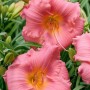 Nahaufnahme der rosa Taglilie 'Cosmopolitan' (Hemerocallis), Stauden für sonnige Standorte.