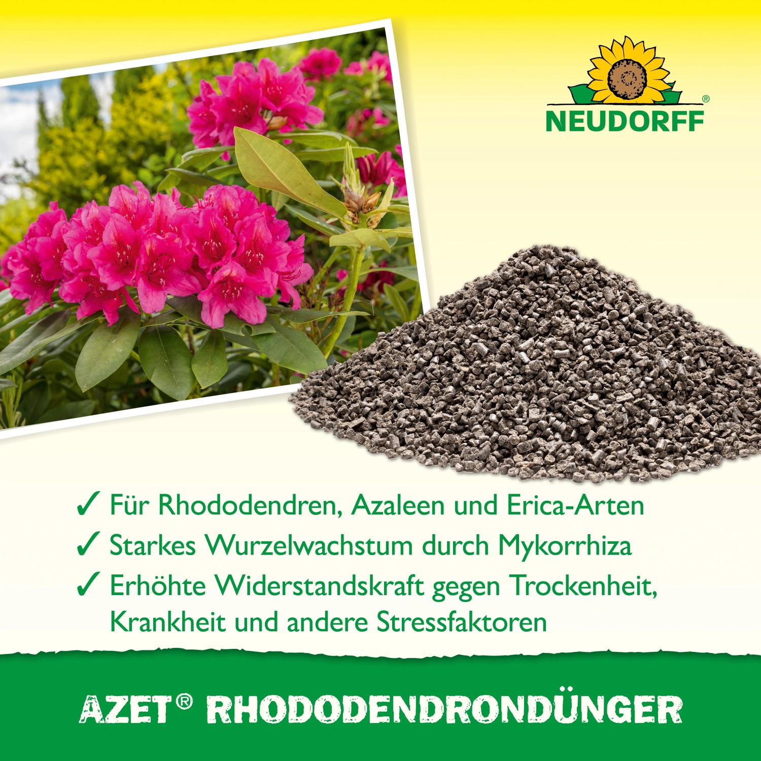 Neudorff Azet Rhododendron-Dünger 1 kg: Rhododendron mit pinken Blüten und Dünger-Granulat.