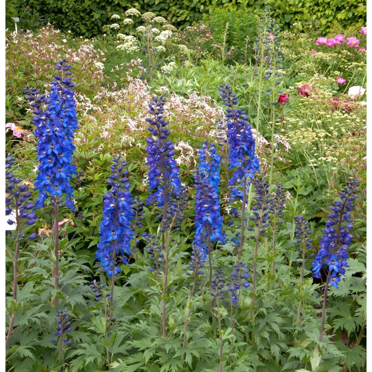 Hoher Rittersporn Sommernachtstraum - Delphinium elatum günstig online kaufen