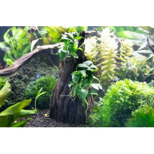 Aquariumpflanze Anubias spp. Hills auf Wurzel, Deko für Aquarium.