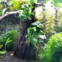 Aquariumpflanze Anubias spp. Hills auf Wurzel, Deko für Aquarium.