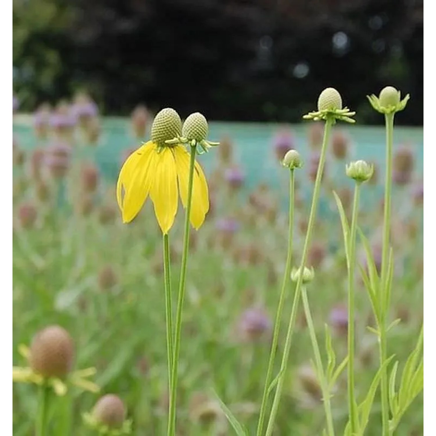 Präriesonnenhut - Ratibida columnifera