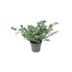 GROW by OBI Eucalyptus 'Baby Blue' im Topf, ca. 20-30 cm hoch.