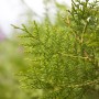 Detailaufnahme der grünen Thuja 'King of Brabant', einer Heckenpflanze mit dichten Nadeln.