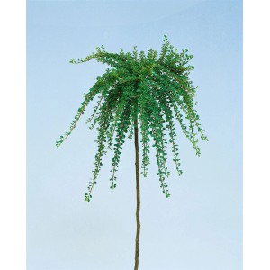 Immergrüner Cotoneaster Congestus als Bodendecker mit 40 cm Stammhöhe.