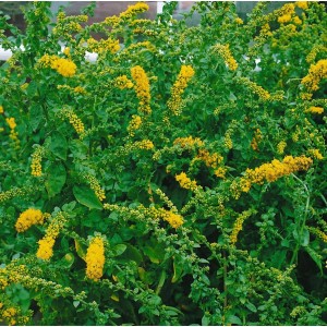 Goldgelbe Solidago 'Golden Fleece' Goldrute im 9x9 cm Topf.