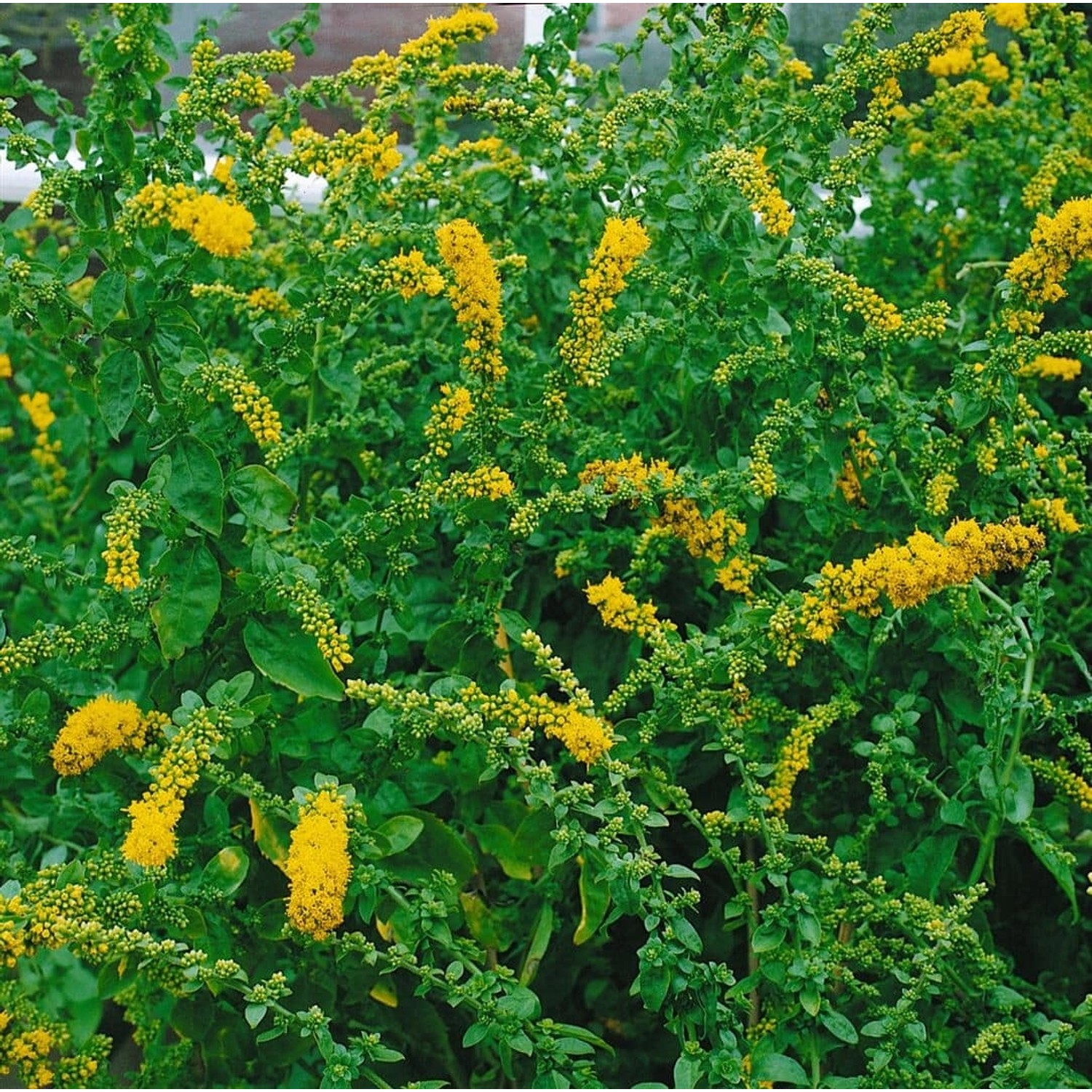 Solidago Sphacelata Golden Fleece Goldrute Ca. 9x9 cm Topf günstig online kaufen