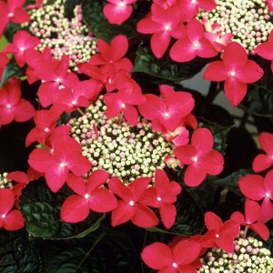 Hortensie 'Teller Red' Hydrangea 25 bis 30 cm im Container Kompakt