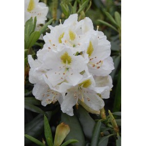 Nahaufnahme des Rhododendron Madame Masson II mit weißen Blüten und gelben Akzenten.