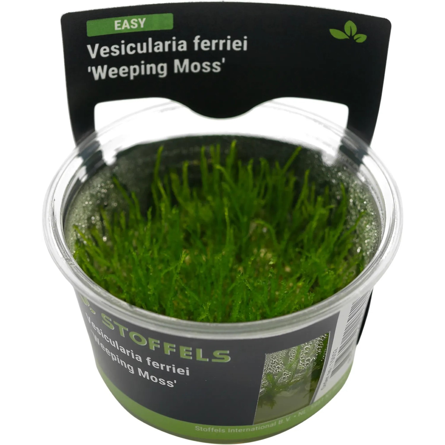 Vesicularia ferrieri Weeping Moss in-vitro