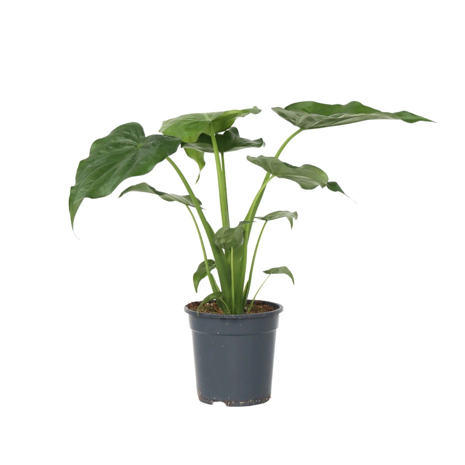 Plant In A Box Alokasie  Alocasia 'Cucullata' Höhe 70cm Ø19 Grün