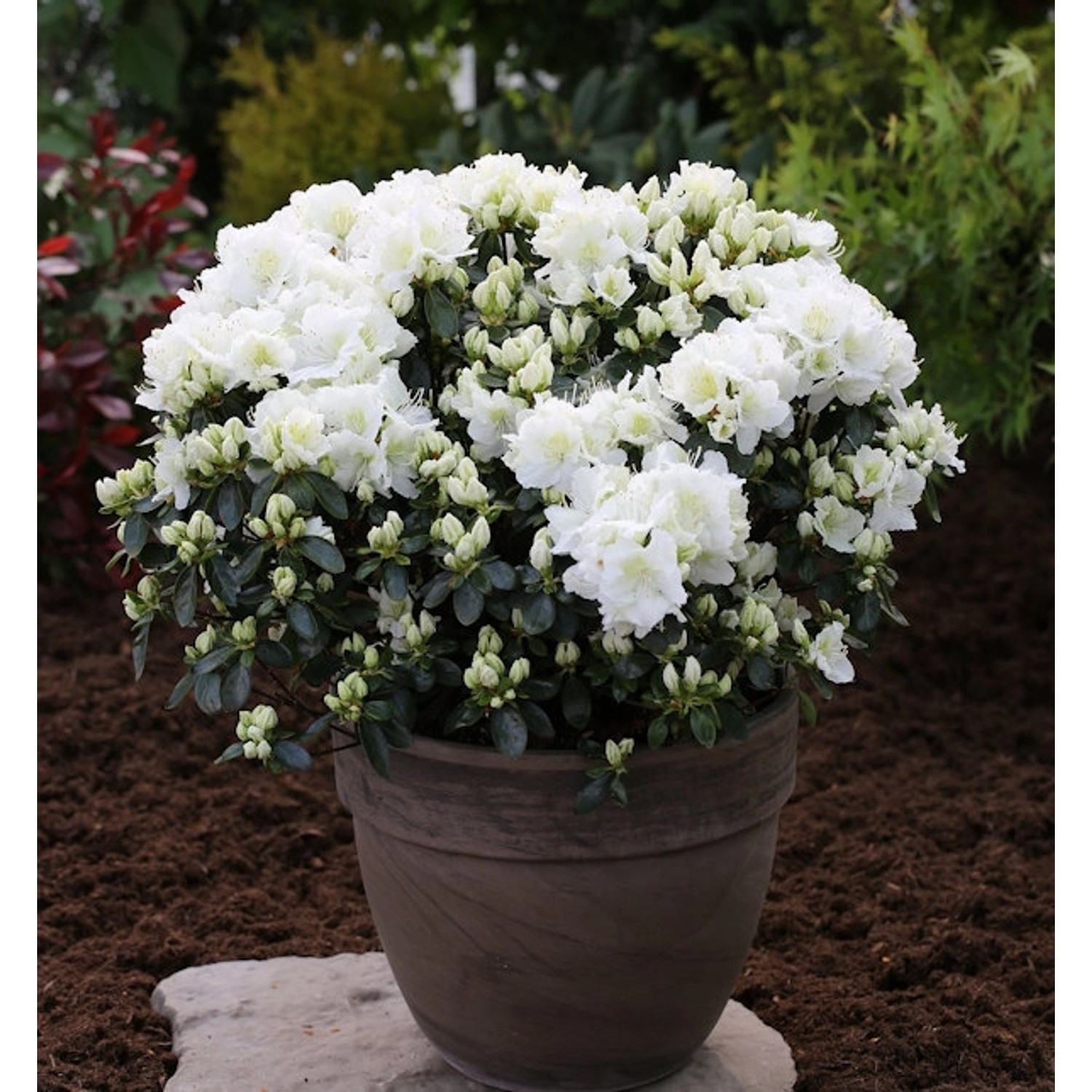 Japanische Azalee Feenkissen 25-30cm - Rhododendron obtusum - Zwerg Alpenro günstig online kaufen