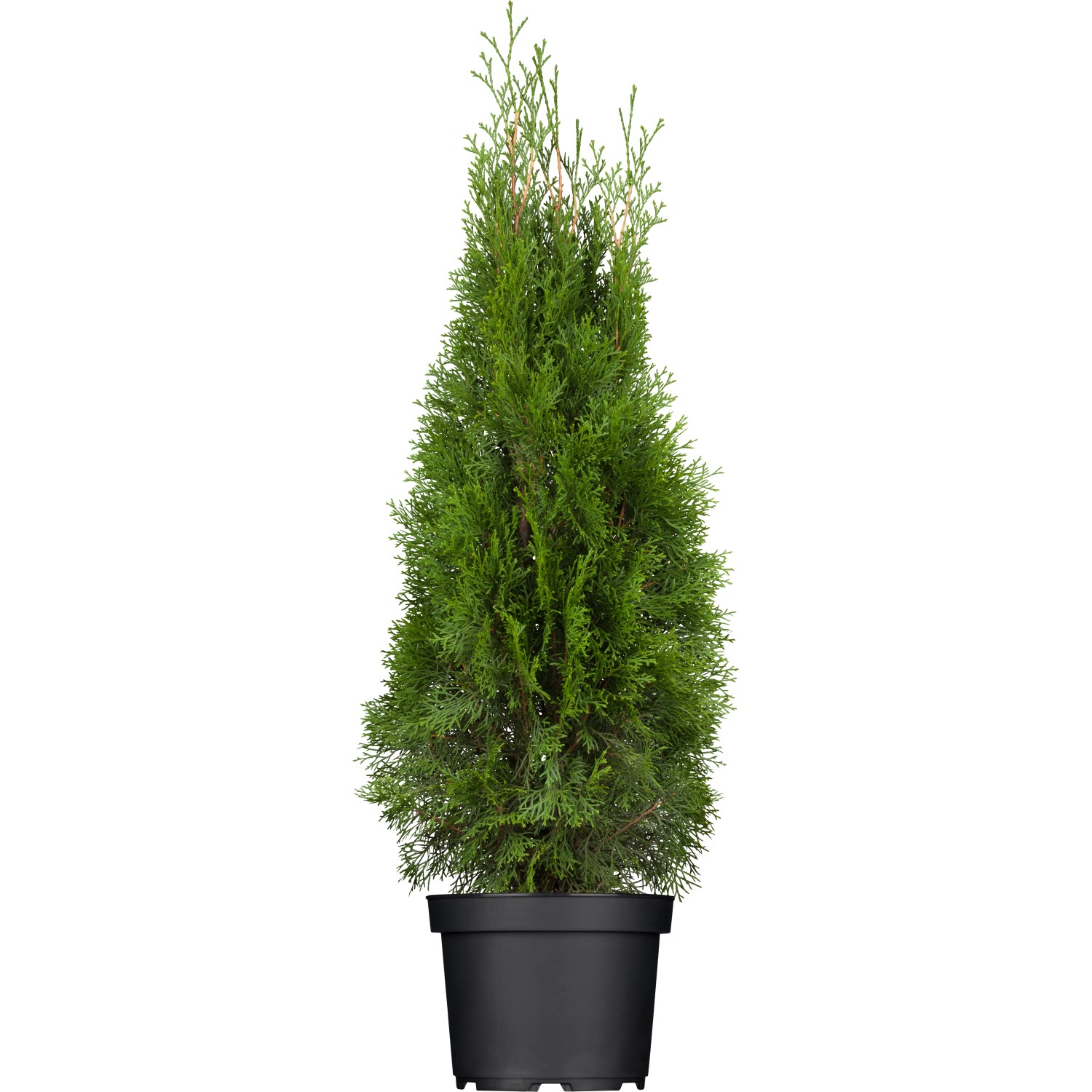 Lebensbaum Smaragd Set à 24 Stück Höhe ca. 60 - 80 cm Thuja occidentalis
