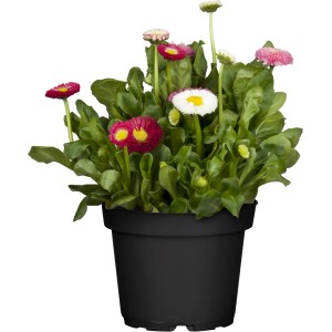 Gänseblümchen Trio im Topf (Ø 19cm) von GROW by OBI. Frühjahrsblüher mit bunten Blüten.