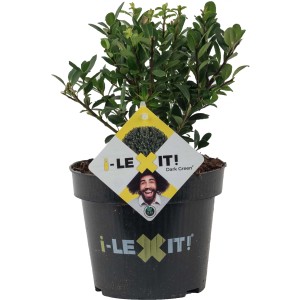 Löffel-Ilex Dark Green im Topf, ca. 10-20 cm hoch. Immergrüne, dunkelgrüne Japanische Stechpalme.