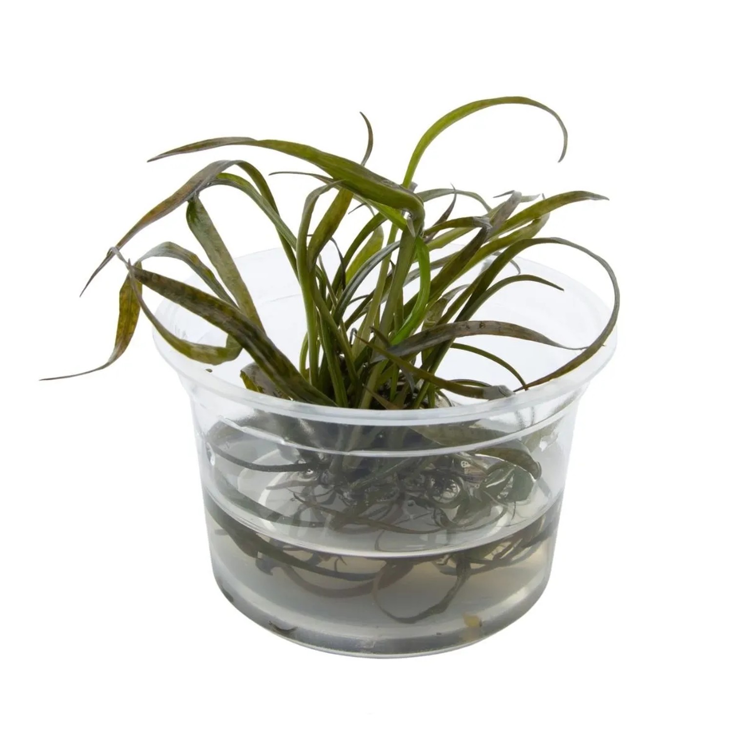 Dennerle Plants Spiral-Wasserkelch Red Topf-Ø ca. 7 cm Cryptocoryne spiralis