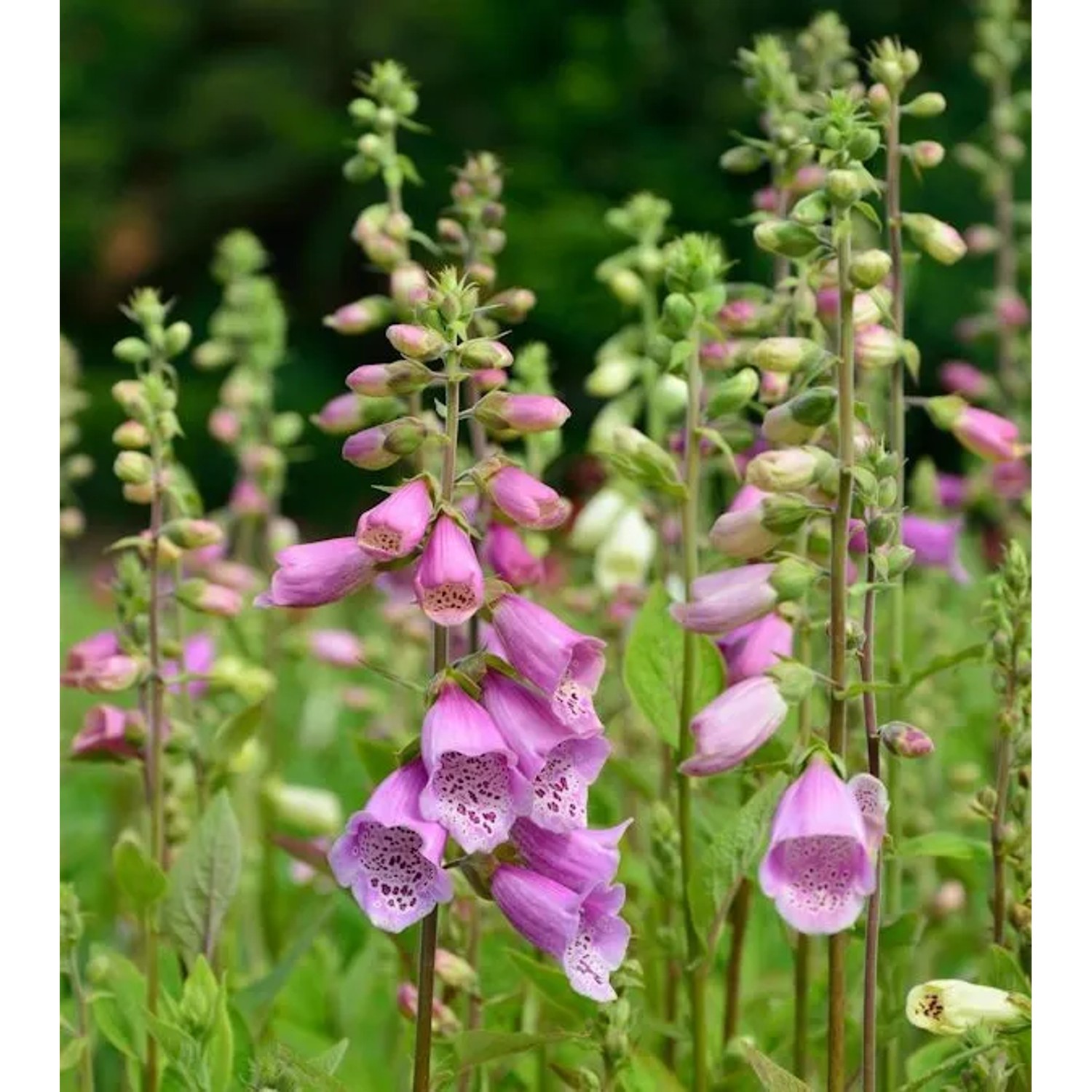 Roter Fingerhut - Digitalis purpurea