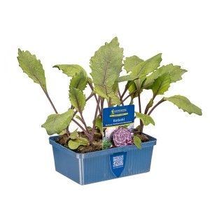 Kiepenkerl Rotkohl Jungpflanzen in 6er Schale. Brassica oleracea, ideal für den Garten.