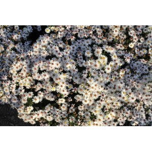 Kissenaster Niobe: Buschige Staude mit weißen Blüten und gelber Mitte im 9x9 cm Topf.