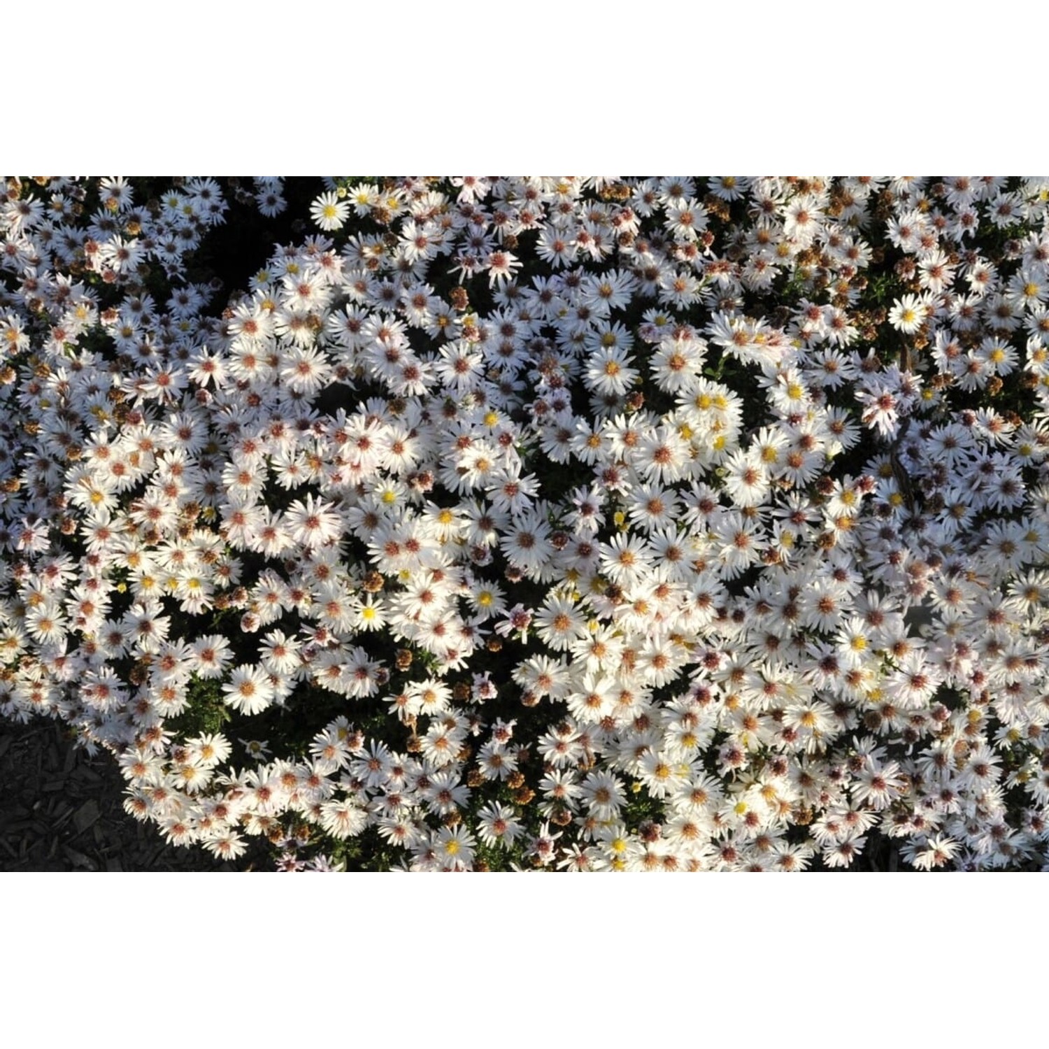 Aster Dumosus Niobe Kissenaster Ca. 9x9 cm Topf günstig online kaufen