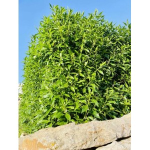Baumfink Kirschlorbeer im Topf, 20-40cm, grüne, dichte Heckenpflanze.