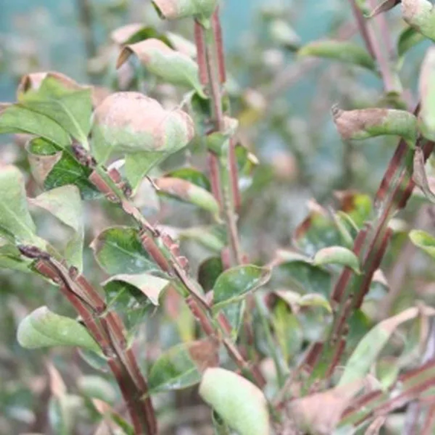 Korkflügelstrauch Euonymus alatus 30 bis 40 cm im Container Herbstfärbung