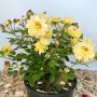 Gelbe Baumfink Bodendeckerrose 'Bienenweide' im Topf, bienenfreundliche Pflanze.