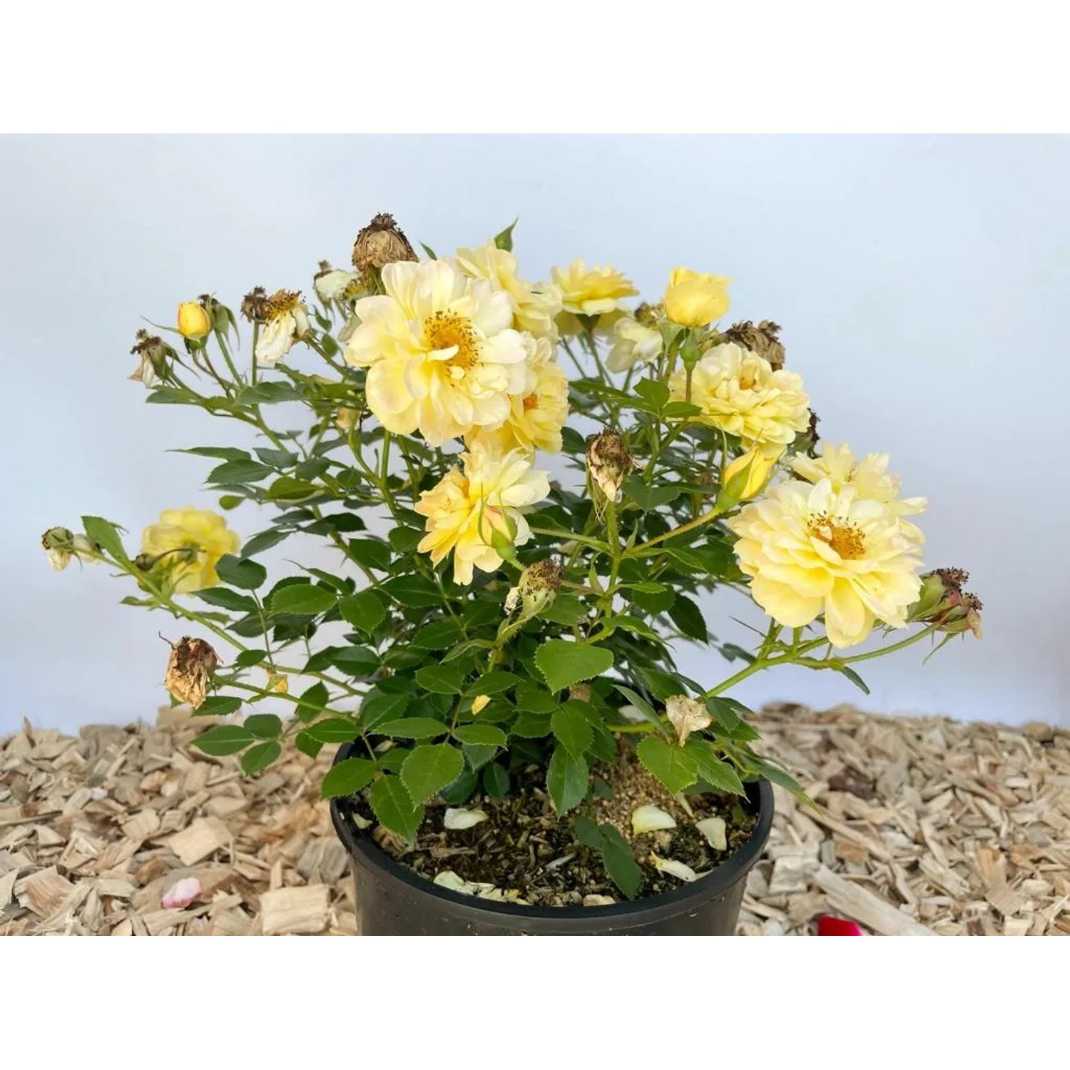 Gelbe Baumfink Bodendeckerrose 'Bienenweide' im Topf, bienenfreundliche Pflanze.