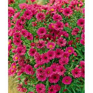 Rubinrote Neuengland-Aster (Aster novae-angliae 'Rubinschatz') im 11x11 cm Topf.