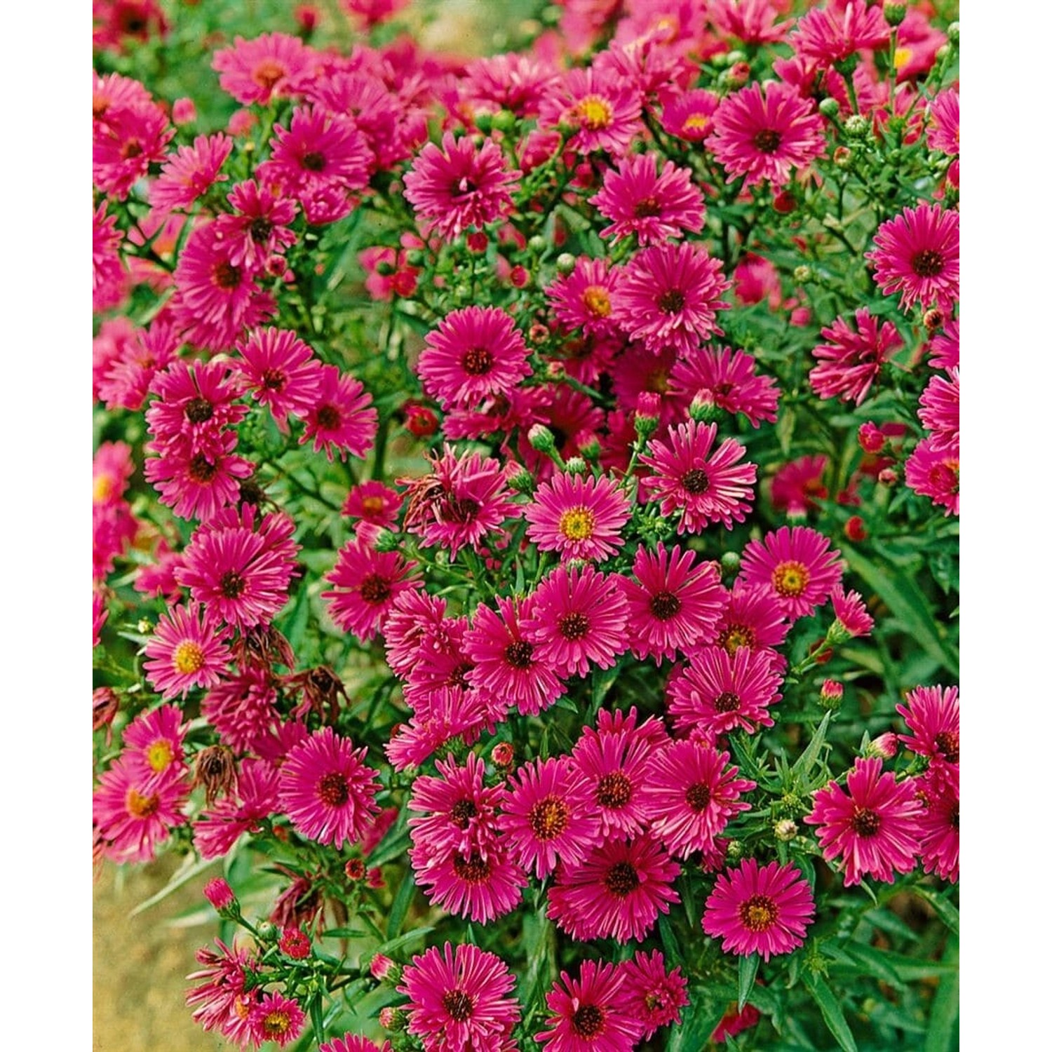 Aster Novae-angliae Rubinschatz Neuengland Aster Ca. 11x11 cm Topf günstig online kaufen