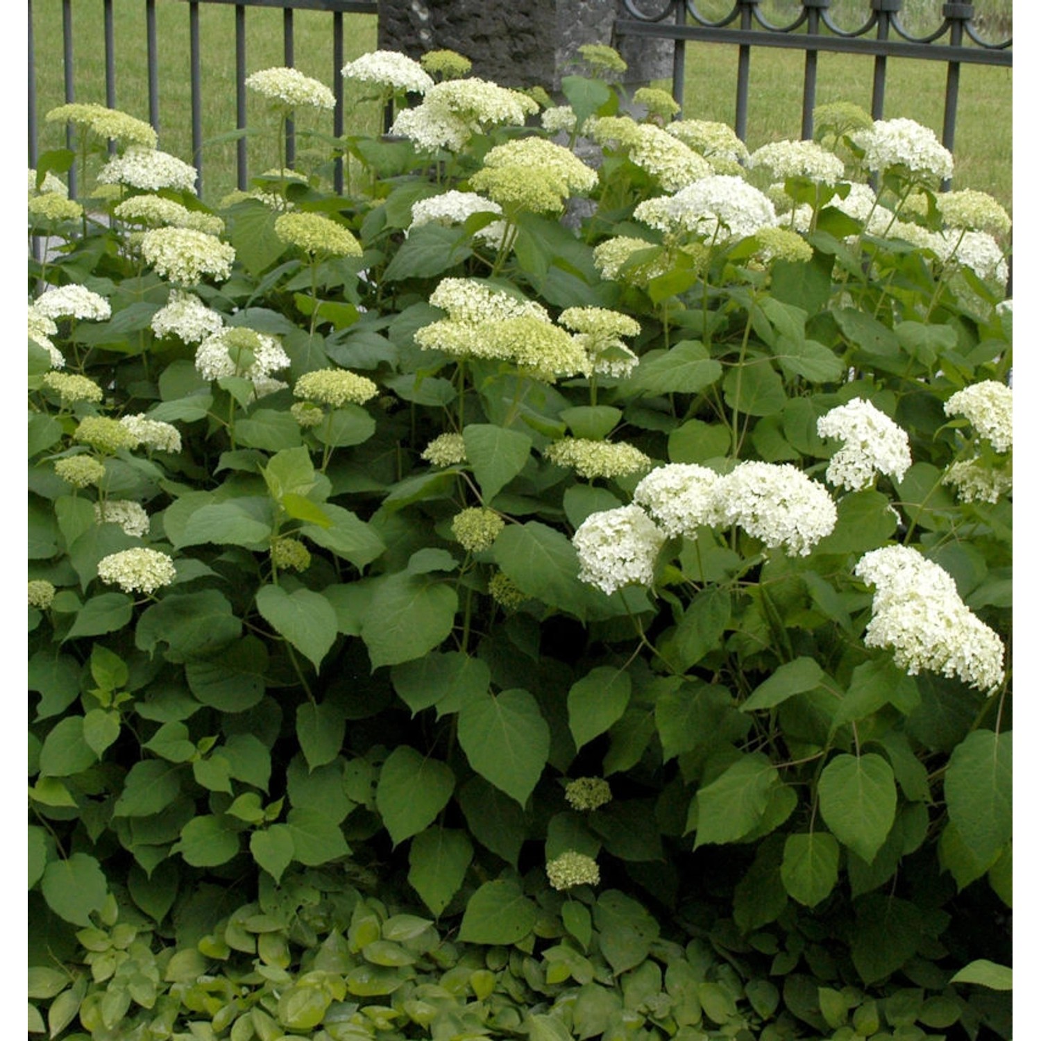 Ballhortensie Bounty 80-100cm - Hydrangea arborescens günstig online kaufen