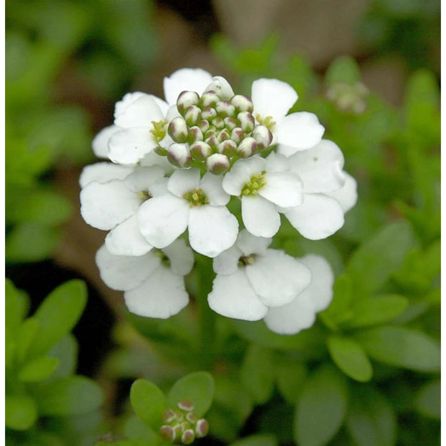 Schleifenblume Snowflake - Iberis sempervirens günstig online kaufen