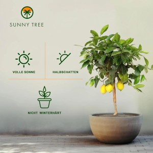 Fruchttragender Zitronenbaum (90cm) im Topf. Ideal für Balkon und Terrasse.