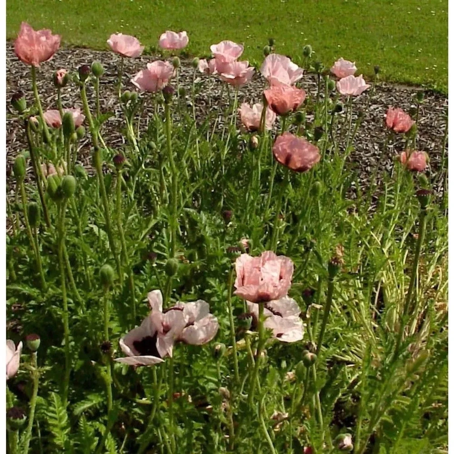Türkischer Mohn Aglaja - Papaver orientale