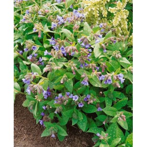 Geflecktes Lungenkraut (Pulmonaria saccharata) mit rosa-blauen Blüten und gefleckten Blättern im 9x9 cm Topf.