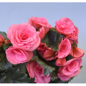 Rosa GROW by OBI Begonie Elatior mit gefüllten Blüten im Topf.