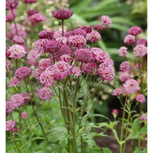 Nahaufnahme der Sterndolde Star of Beauty (Astrantia major) mit pinkfarbenen Blüten.