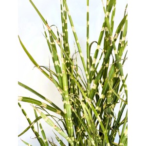 Baumfink Zebra Chinaschilf als Topfpflanze